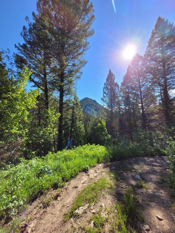 Moose Creek Trail near Victor, Idaho